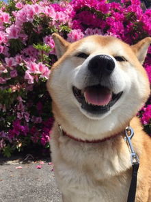 蓝猫挽回面子视频,蓝猫成功挽回尊严视频