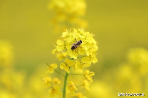 花镇挽回效果好,花镇成功挽回，效果显著