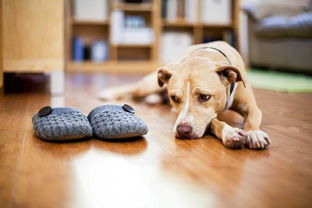 因为太黏人如何挽回,如何收敛黏人习惯？