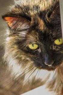 利用宠物挽回对方的话,用爱宠回TA