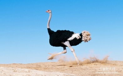 鸵鸟心态怎么挽回老公,挽回老公的正确方法