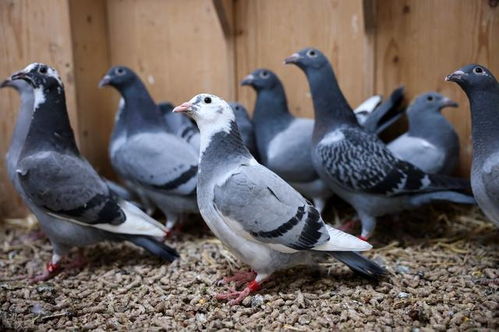 被鸽了怎么挽回,标题修复，成功挽回！