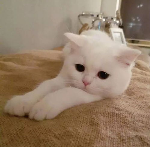 挽回老公换头像猫,如何挽回老公，改头像成可爱猫咪？