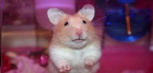 小仓鼠死掉怎么挽回,怎样防止小仓鼠死亡？