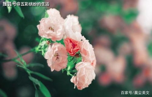 牡丹专业感情挽回咨询,挽回感情的牡丹专家