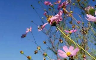 处女座挽回我,如何挽回处女座的心？