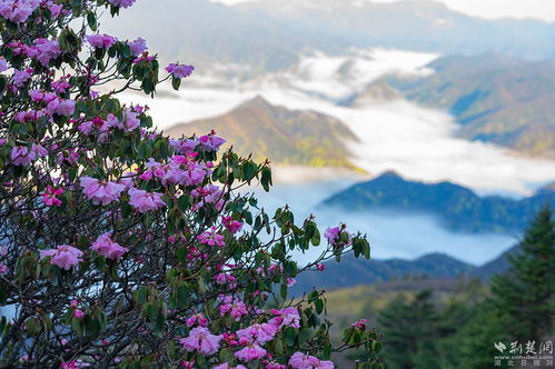 陈小鹏挽回杜鹃,陈小鹏成功挽回杜鹃