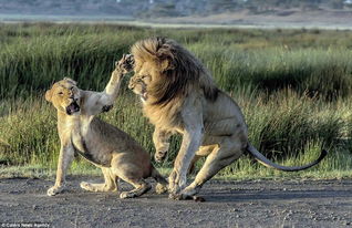 狮子男要怎么挽回,如何挽回狮子男？)