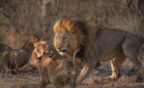 挽回狮子男失败了,如何成功挽回狮子男？