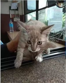 流浪猫怎么挽回主人,流浪猫如何重新获得主人的喜爱