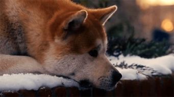 古代重生挽回忠犬,忠犬重获新生：古代重生往事