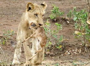 狮子男这么难挽回,如何重新争取狮子男的心？