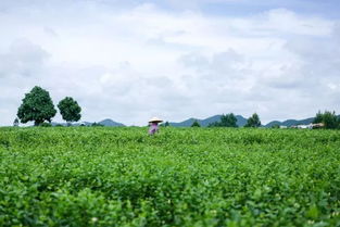 横县感情挽回方法咨询,如何在横县挽回感情？