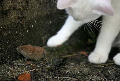 猫抓老鼠怎么挽回,如何防止猫抓老鼠？