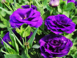 挽回爱人送什么花,如何用花挽回爱人？