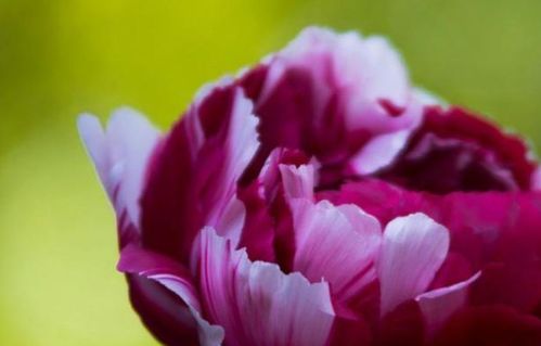 复合挽回男友花束,复合成功，男友喜得花束