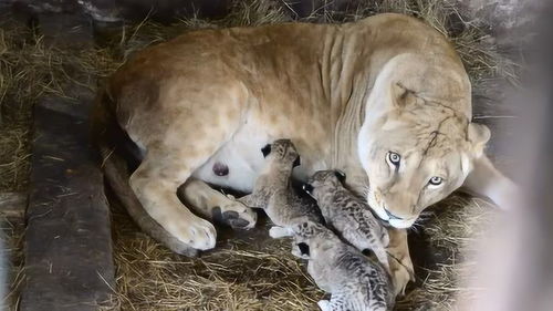 挽回狮子男要多久,如何成功挽回狮子男？