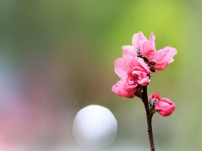 挽回女生送的花,挽回女友的花束，怎样选礼物让她满意？