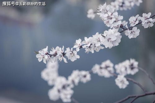 金牛会挽回真爱的,金牛座如何挽回失去的爱情