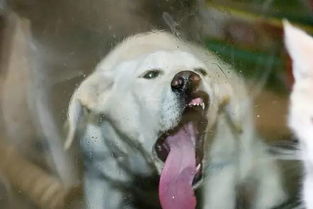 当舔狗挽回成功，成功重获爱情：一个被抛弃的狗腾空而起