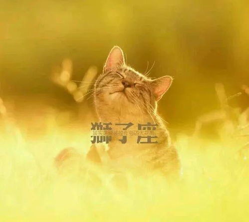 致分手挽回狮子天秤,如何挽回狮子座天秤座分手？