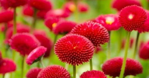 怎麽挽回金牛女生,如何挽回金牛座女生