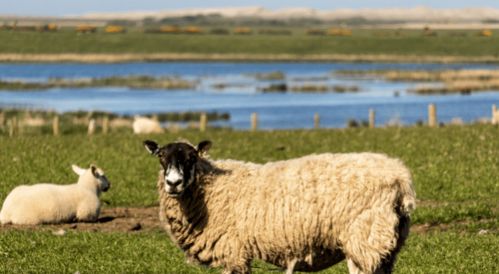 怎样挽回属羊女人,属羊女人怎么挽回，有效的方法分享