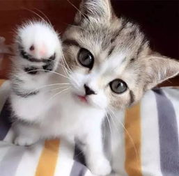 猫摔坏手机怎么挽回,猫咪摔坏了手机，如何挽回？