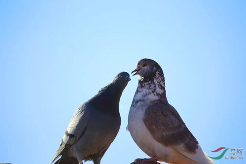 放飞鸽子怎么挽回,如何挽回已经放飞的爱情？