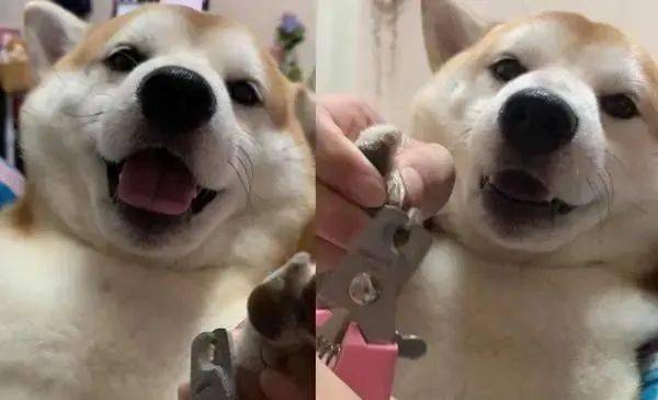 抖音最火挽回视频，实控人原配回应：跟你闹分手的，是人不是狗！