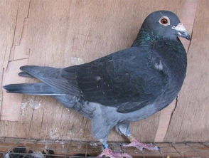 放人鸽子要怎么挽回,如何挽回被放鸽子的人？