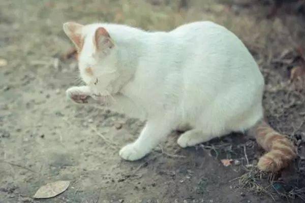 无力挽回比喻什么动物,不可救药的动物