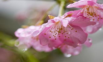 挽回感情买什么花,如何用花挽回感情