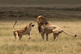 狮子男该不该挽回,挽回狮子男，是值得的吗？