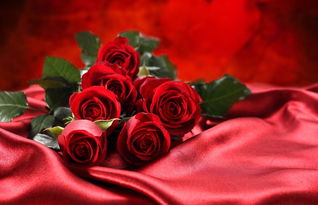 无法挽回的玫瑰,无法重拾的爱情之花