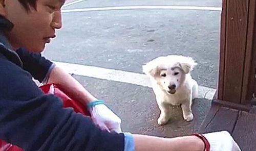 香港喂狗情感挽回如何,重拾感情的秘密：香港喂狗模式