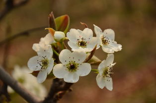 挽回招桃花佛牌,挽回感情佛牌，招来桃花！