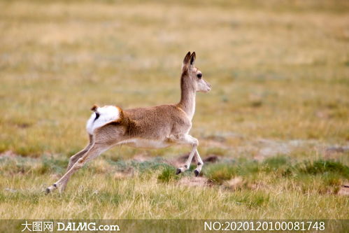 挽回小鹿最好的办法,如何最有效地挽回小鹿？