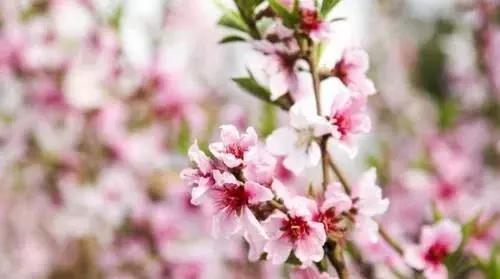 如何催桃花挽回心,如何让桃花重开，成功复合？