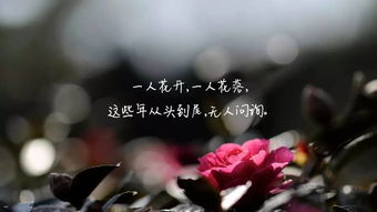 成功挽回文案短句,成功挽回爱情：让爱再次绽放