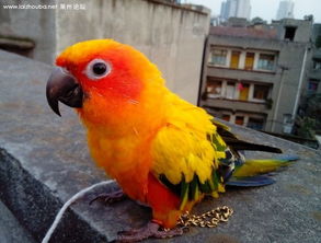 如果鹦鹉咬人怎么挽回,鹦鹉咬人如何挽回情感？