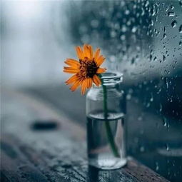 无法成功挽回的婚姻,如何擦干泪水，放下已逝的婚姻？