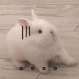 郑楚想用伯爵挽回鹦鹉，情商低？别试了，用伯爵也挽不回！