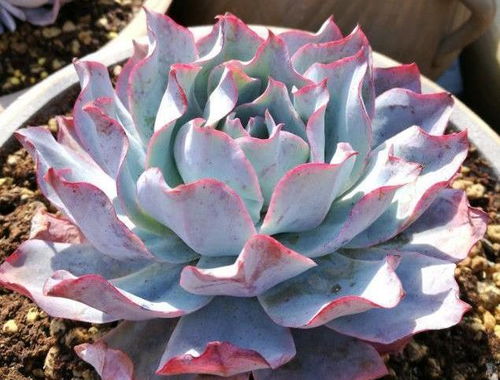 怎么挽回被冻伤植物,如何拯救被冻伤的植物