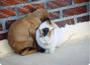 舔狗如何挽回尊严,舔狗重拾尊严方法