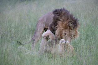 狮子男怎么挽回不了,如何成功挽回狮子座男友