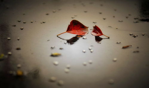 水瓶怎样挽回双鱼男生,如何成功挽回双鱼男生？