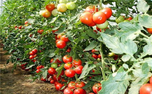 番茄苗徒长怎么挽回,番茄苗长势不佳如何扭转局面