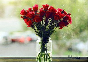 挽回用什么花最好,用花朵挽回，哪种最有效？