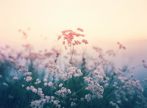 狮子座男生挽回,如何挽回狮子座男友